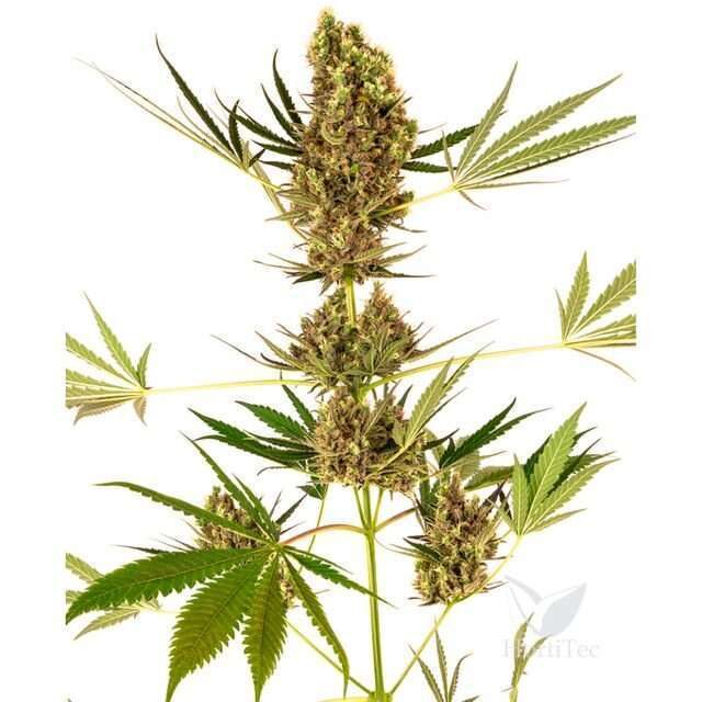 Alpine Delight CBD Auto de Sensi Seeds