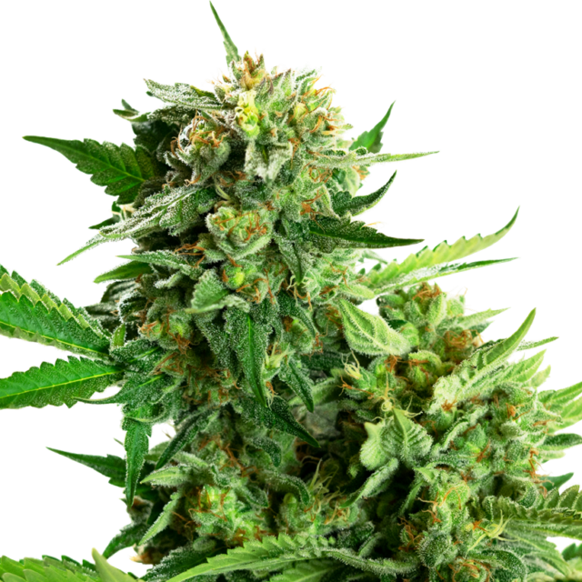 Blackberry Cake feminizada de Sensi Seeds