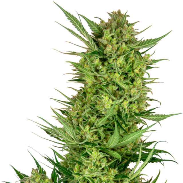 Buttercream Gelato feminizada de Sensi Seeds