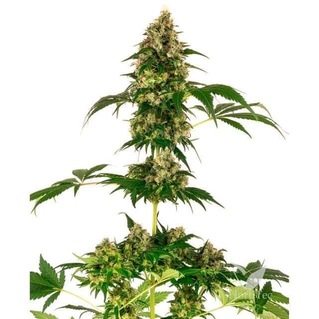 Cobalt Haze feminizada de Sensi Seeds