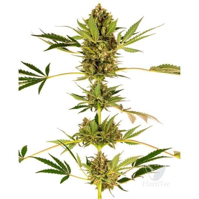 Himalayan CBD feminizada de Sensi Seeds