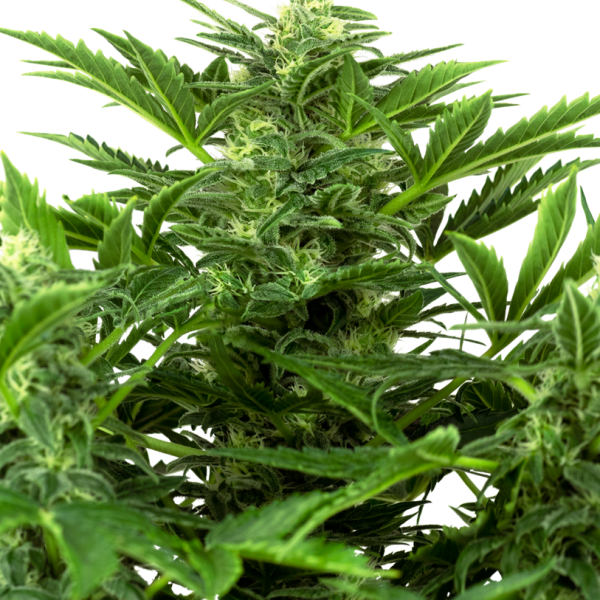 Mandarin Punch Auto de Sensi Seeds
