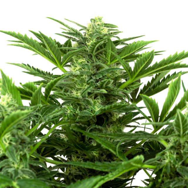 Mandarin Punch Auto de Sensi Seeds