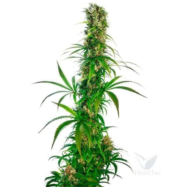 Michka feminizada de Sensi Seeds