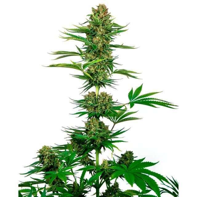 Satin Black Domina CBD feminizada de Sensi Seeds