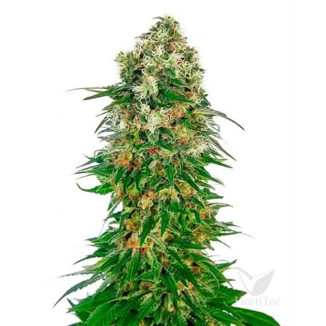 Shiva Skunk Auto de Sensi Seeds