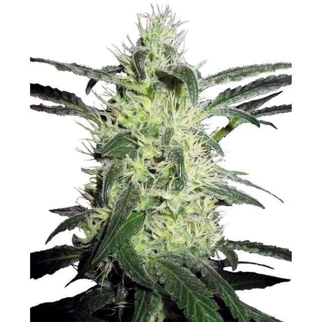 Silver Haze feminizada de Sensi Seeds