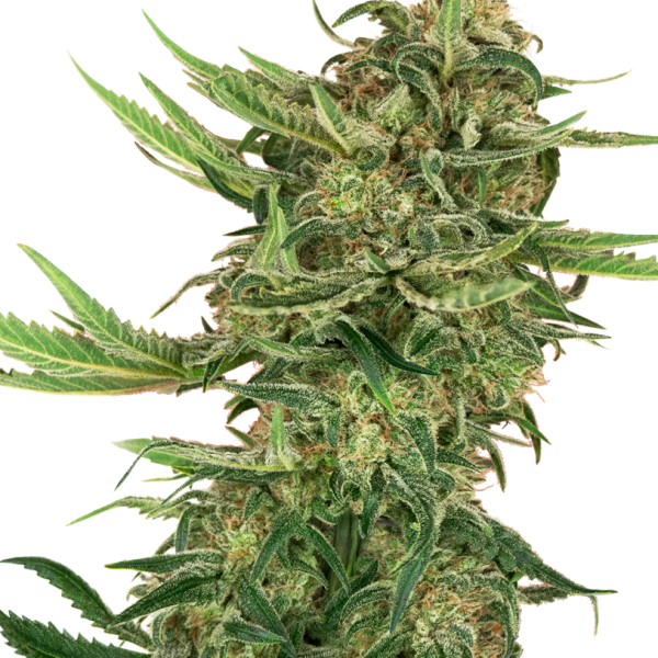 N13 Kush feminizada de Sensi Seeds