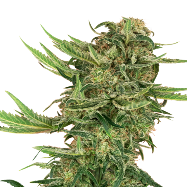 N13 Kush feminizada de Sensi Seeds