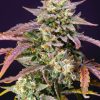 Purple Punch OG XL Auto de Sweet Seeds