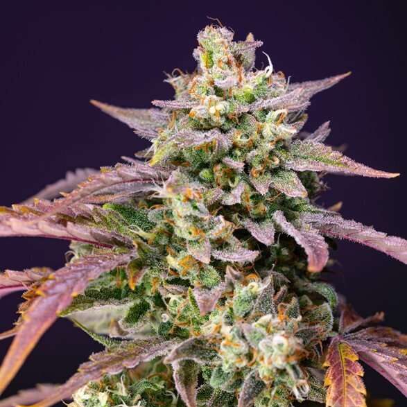 Purple Punch OG XL Auto de Sweet Seeds