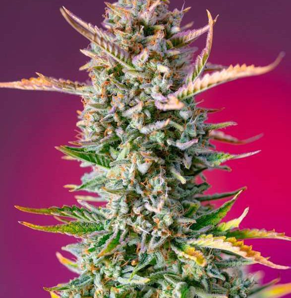 Gorilla Sherbet F1 Fast Version Feminizada de Sweet Seeds