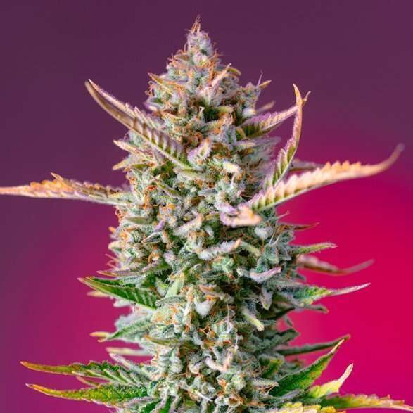 Gorilla Sherbet F1 Fast Version Feminizada de Sweet Seeds
