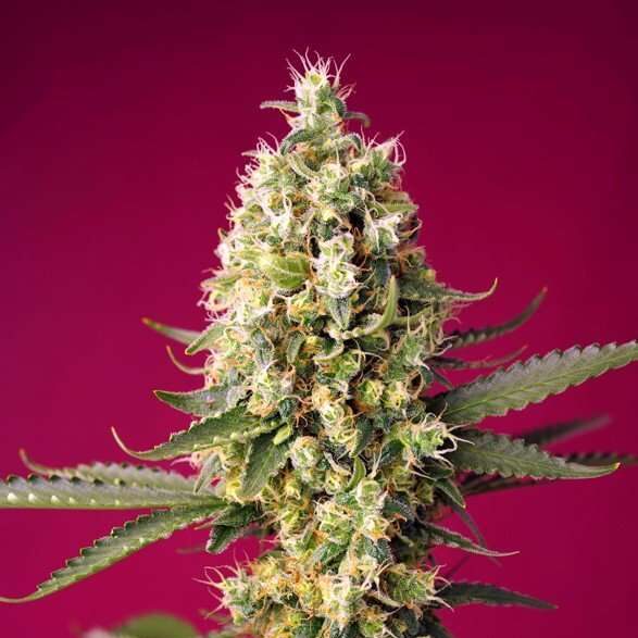 Skywalker OG Runtz XL Auto de Sweet Seeds