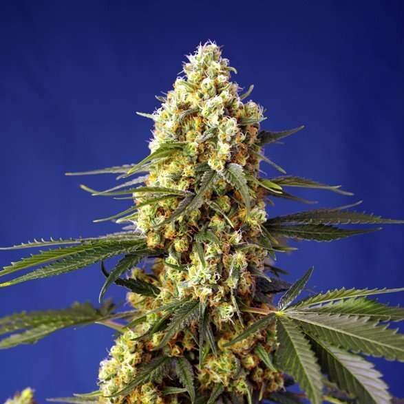 Strawberry Banana Gelato XL Auto de Sweet Seeds