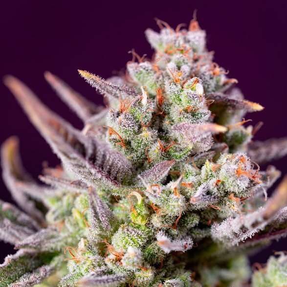 Sweet Zenzation XL Auto de Sweet Seeds