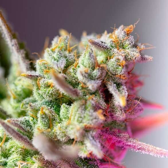 Sweet Mimosa XL Auto de Sweet Seeds