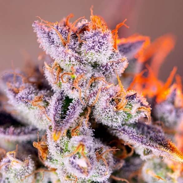 Tropicanna Poison XL Auto de Sweet Seeds