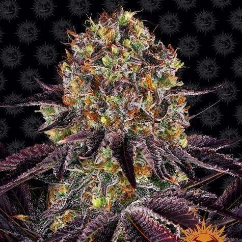 Runtz x Layer Cake feminizada de Barney’s Farm