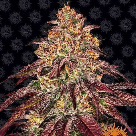 Mimosa x Orange Punch Auto de Barney's Farm