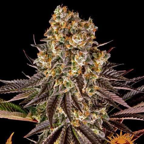 Gelato 45 feminizada de Barney's Farm