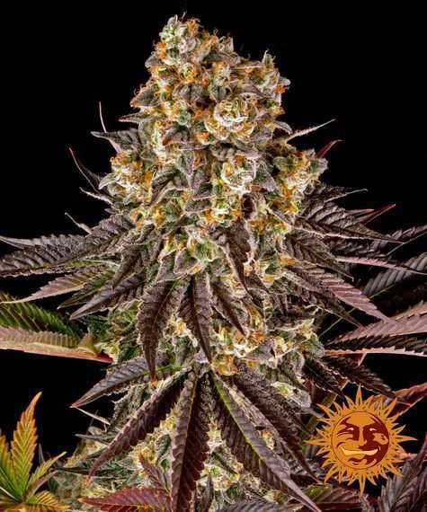 Gelato 45 feminizada de Barney's Farm