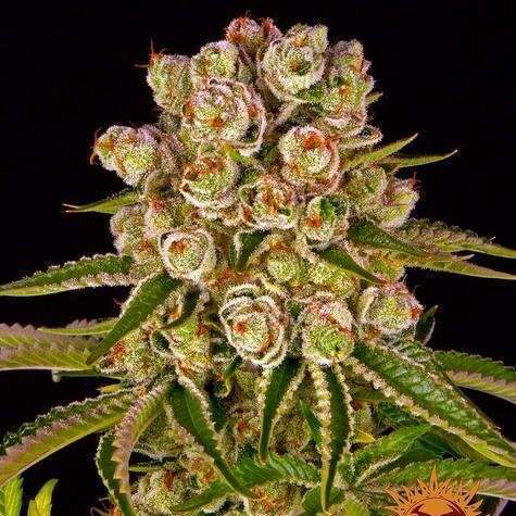 Kush MintZ Feminizada de Barney's Farm