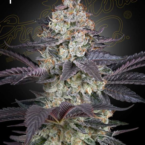 Ztrawberry Feminizada de Green House Seeds