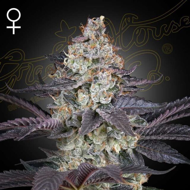 Ztrawberry Feminizada de Green House Seeds