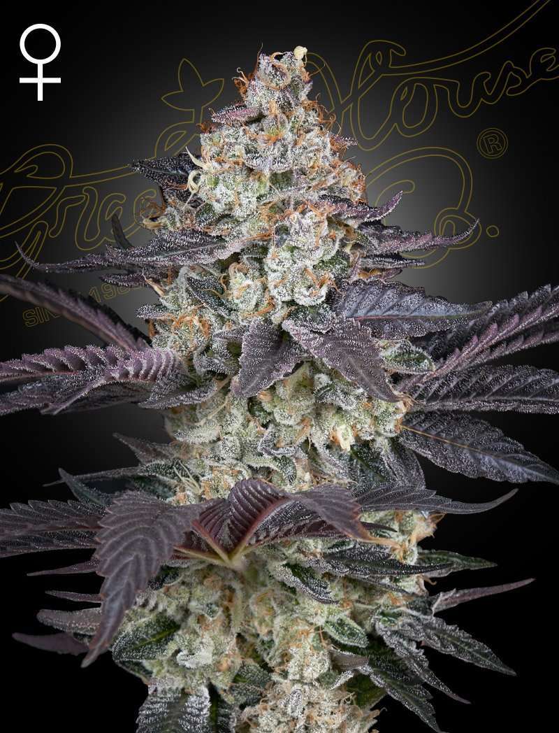 Ztrawberry Feminizada de Green House Seeds