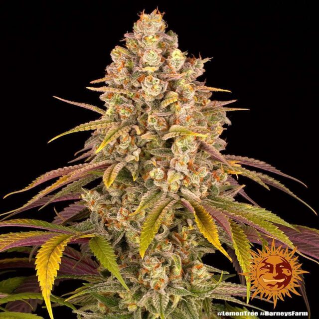Lemon Tree feminizada de Barney's Farm