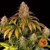 Lemon Tree feminizada de Barney's Farm