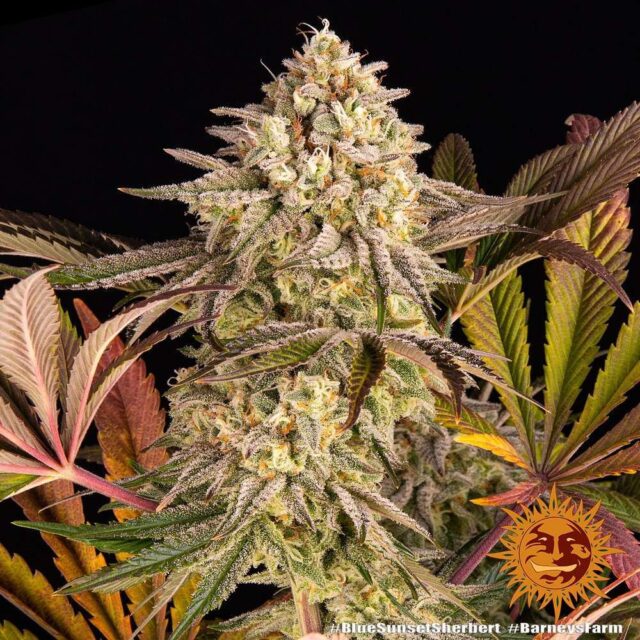 Blue Sunset Sherbert Feminizada de Barney's Farm