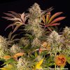 Blue Sunset Sherbert Feminizada de Barney's Farm