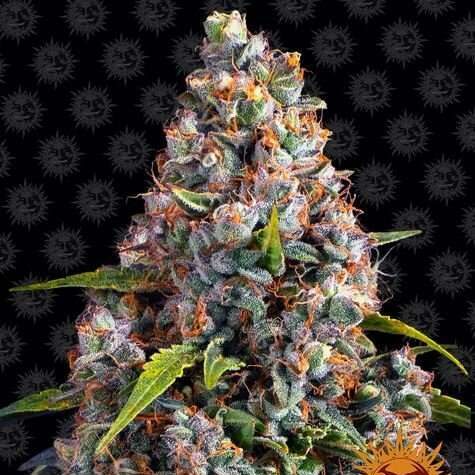 Strawberry Cheesecake Auto de Barney's Farm