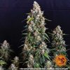Strawberry Cheesecake Auto de Barney's Farm