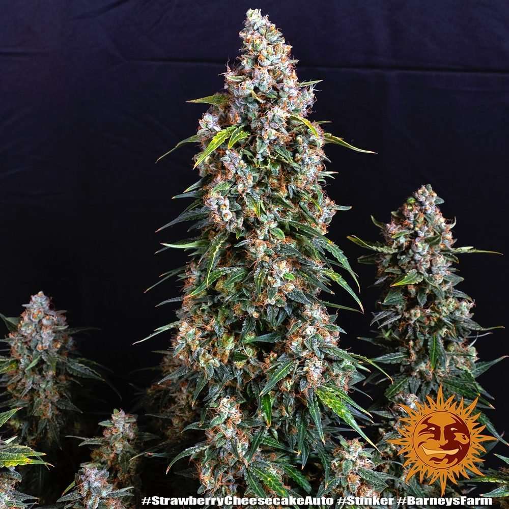 Strawberry Cheesecake Auto de Barney's Farm - Imagen 2