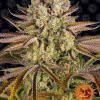 Pineapple Express Feminizada de Barney's Farm
