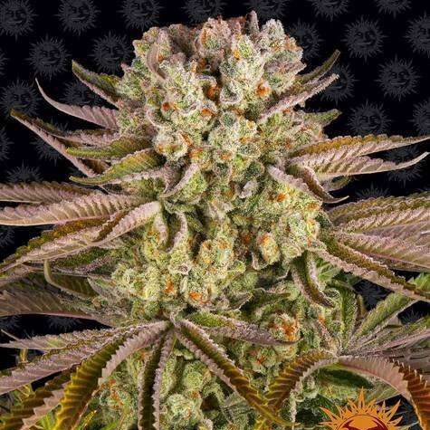 Pineapple Express Feminizada de Barney's Farm