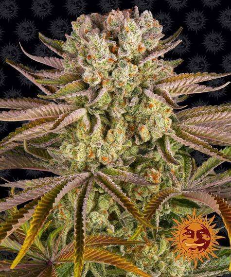 Pineapple Express Feminizada de Barney's Farm
