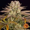 Pineapple Express Feminizada de Barney's Farm