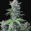 Tropicanna Cookies FastFlowering feminizada de Fastbuds