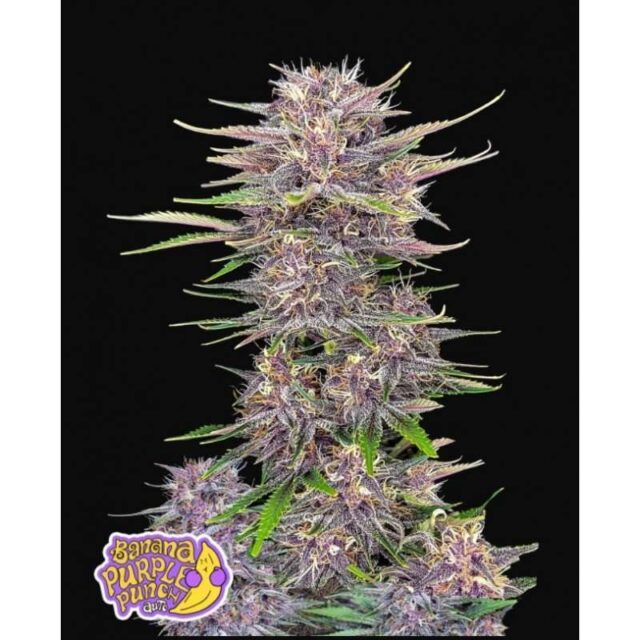 Banana Purple Punch Auto de FastBuds