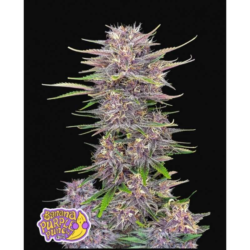 Banana Purple Punch Auto de FastBuds
