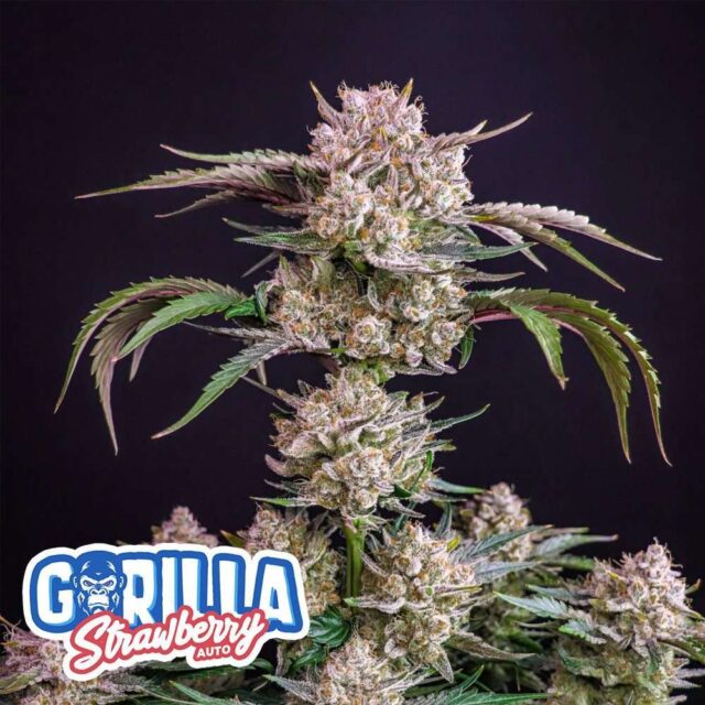 Strawberry Gorilla Auto de FastBuds