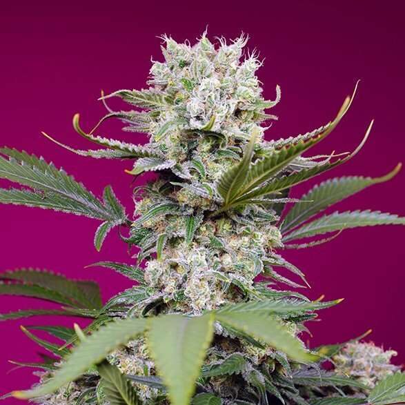 Sweet Mandarine Zkittlez XL Auto de Sweet Seeds