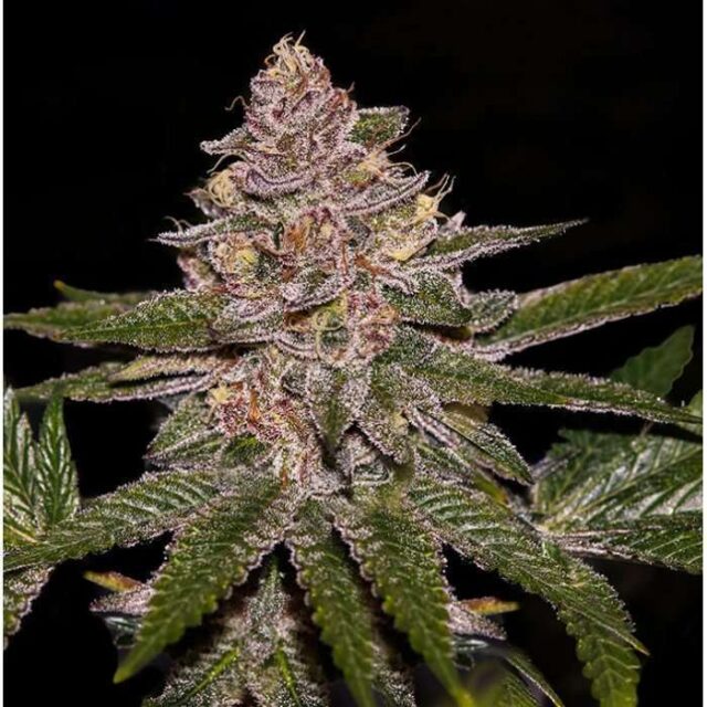 Radical Juice feminizada de Ripper Seeds