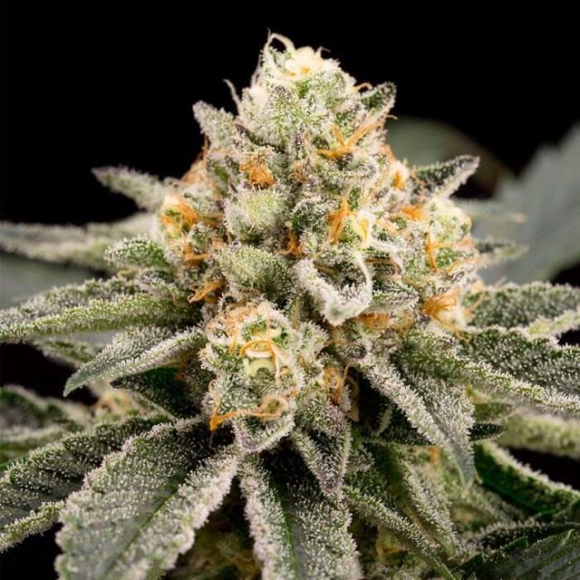 Zombie Bride feminizada de Ripper Seeds