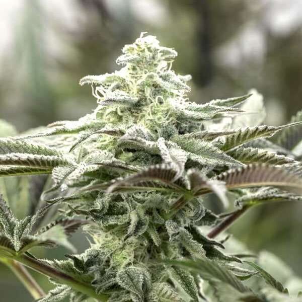 Lemon Citron Feminizada de Humboldt Seed Organization