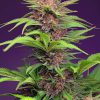 Red Mimosa XL Auto de Sweet Seeds